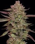 Gazzurple Feminized Seeds-HUMB-GAZ-F