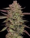Gazzurple Feminized Seeds-HUMB-GAZ-F