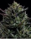 California Octane Feminized Seeds-HUMB-COC-F