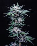 Blueberry Pancakes Feminized Seeds-HUMB-BPA-F