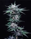 Blueberry Pancakes Feminized Seeds-HUMB-BPA-F