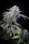 Gulupa Feminised Seeds-PARA-GUL-FEM