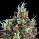 Sour Ripper Auto Feminized Seeds-RIPP-SR-AUTO-FEM