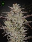 Alienz Auto Feminised Seeds-GH-ALZ-AUTO-FEM