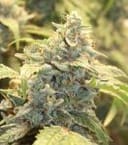 Creme-Tasmo Auto Feminized Seeds-MEPH-CRTAS-AUTO-FEM