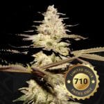 Califunk Feminised Seeds-THS-CALIF-FEM