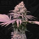 London Mint Cake Feminised Seeds - 6+1-THS-LMC-FEM-6+1