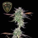 Gelato 41 BX феминизирани семена-SMAN-GE41BX-FEM