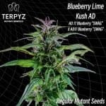 Blueberry Lime Kush AD Regular Seeds-TERP-BBLKAD-REG