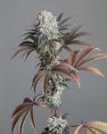 FLX Diesel Feminised Seeds-HLOG-FLXDI-FEM