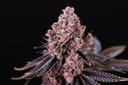 Mom's Spaghetti Feminsed Seeds-HLOG-MOSP-FEM