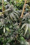 Planet Hulk S1 Feminised Seeds-MOSCA-PLHUS1-FEM