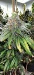 Supreme Planet Feminized Seeds-MOSCA-SUPL-FEM