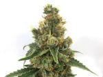 Cherry Soda Syrup Auto Feminised Seeds-MOSCA-CSS-AUTO-FEM
