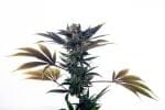 Biscotti Ice Cream Auto Feminized Seeds-MOSCA-BIC-AUTO-FEM
