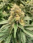 Strawberry Guava Auto Feminized Seeds-MOSCA-STGU-AUTO-FEM