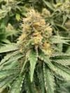 Strawberry Guava Auto Feminized Seeds-MOSCA-STGU-AUTO-FEM