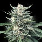Chocolope 256 Regular Seeds-DNA-CHOC256-REG