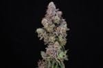 Blueberry Swirl Feminised Seeds-ATL-BLSW-FEM