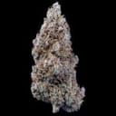 Crème Bubbly Auto Feminised Seeds-MEPH-CRBUBBLY-AUTO-FEM