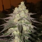 Banana Daddy RBX2 Auto Feminized Seeds-ETHO-BADA-AUTO-FEM