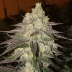 Banana Daddy RBX2 Auto Feminisiert Saatgut-ETHO-BADA-AUTO-FEM