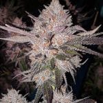 OG Kush Auto Feminised Seeds-ETHO-OGKU-AUTO-FEM