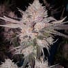 OG Kush Auto Feminized Seeds-ETHO-OGKU-AUTO-FEM