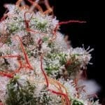 Peach Crescendo RF3 Auto Feminized Seeds-ETHO-PECR-AUTO-FEM
