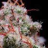 Peach Crescendo RF3 Auto Feminized Seeds-ETHO-PECR-AUTO-FEM