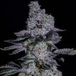 Pineapple Runtz Auto Feminized Seeds-ETHO-PIRU-AUTO-FEM