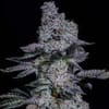 Pineapple Runtz Auto Feminised Seeds-ETHO-PIRU-AUTO-FEM