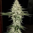 Planet of the Grapes Auto Feminisiert Saatgut-ETHO-POTG-AUTO-FEM