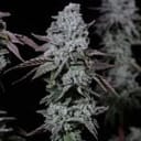 Banana Daddy IBL Auto Feminized Seeds-ETHO-BADAIBL-AUTO-FEM