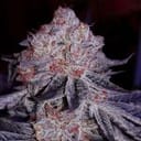 Cherry Gar-See-Ya R1 Feminised Seeds-ETHO-CGSYR1-FEM