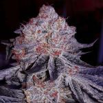 その他 Gray Sheep CHERRY 49F - Cherry Gar-See-Ya R1 : r/EthosGrowery