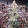 Colin OG RBX Feminised Seeds-ETHO-COOGRBX-FEM
