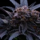 End Game RBX The Punch Line Feminized Seeds-ETHO-EGRBXTPL-FEM