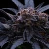 End Game RBX The Punch Line Feminized Seeds-ETHO-EGRBXTPL-FEM