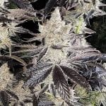 Ethos Cookies R2 феминизирани семена-ETHO-ETCOR2-FEM