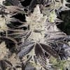 Ethos Cookies R2 Feminized Seeds-ETHO-ETCOR2-FEM