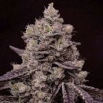 Fanta Sea RBX Feminised Seeds-ETHO-FASERBX-FEM