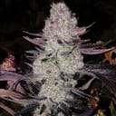 Grape Diamonds R2 Feminized Seeds-ETHO-GRDIR2-FEM