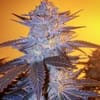 Orange Velvet Underground RBX Feminised Seeds-ETHO-OVUGRBX-FEM