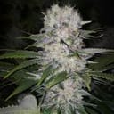 Skunk Hero RBX1 Feminised Seeds-ETHO-SKHERBX1-FEM