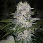 Skunk Hero RBX1 феминизирани семена-ETHO-SKHERBX1-FEM