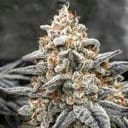 White Wedding RBX Feminized Seeds-ETHO-WHWERBX-FEM