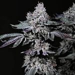 Nuggz R1 Feminised Seeds | Buy online now from Seedsman