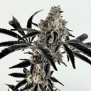 Poppin Fresh Feminised Seeds-EXGE-POFR-FEM
