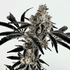 Poppin Fresh Feminised Seeds-EXGE-POFR-FEM